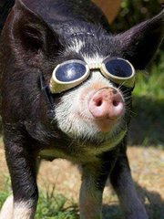 寒冷季節母豬該如何飼養管理?